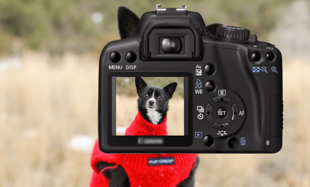 appareil pour photographie animalière