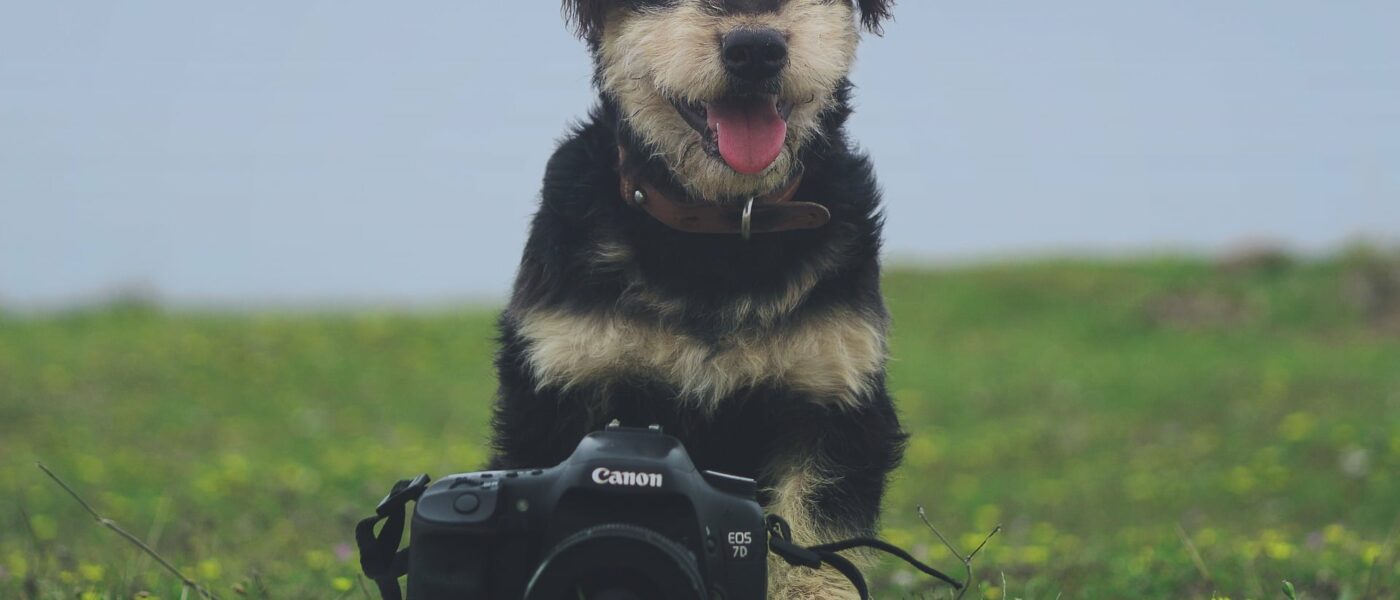 objectif pour photo animalière